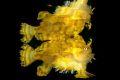   Sargassum Frogfish Reflexion surface ...  